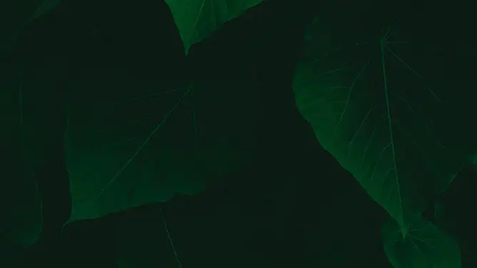 绿叶绿色植物叶子PPT背景图片-清新绿植 满屏生机