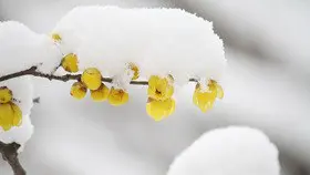 水彩绿叶花朵背景图片主题PPT模板(大气版)