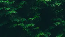 水彩绿叶花朵背景图片主题PPT模板(大气版)