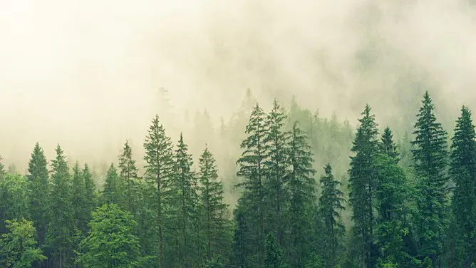 森林树林背景图片模板(大气风格)
