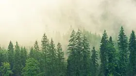 森林树林背景图片模板(大气风格)