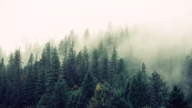 森林树林背景图片模板(大气风格)