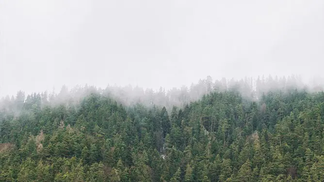 森林树林背景图片模板(大气风格)