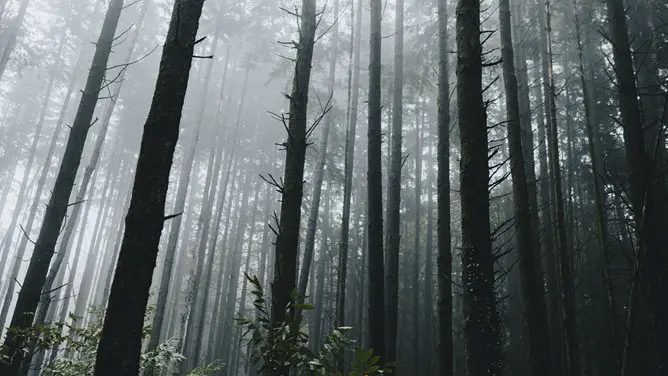 森林树林背景图片模板(大气风格)
