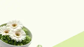 森林树林背景图片模板(大气风格)