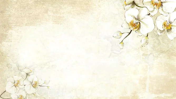 花朵花卉背景图片知识介绍PPT模板(古典)