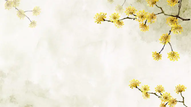花朵花卉背景图片知识介绍PPT模板(古典)