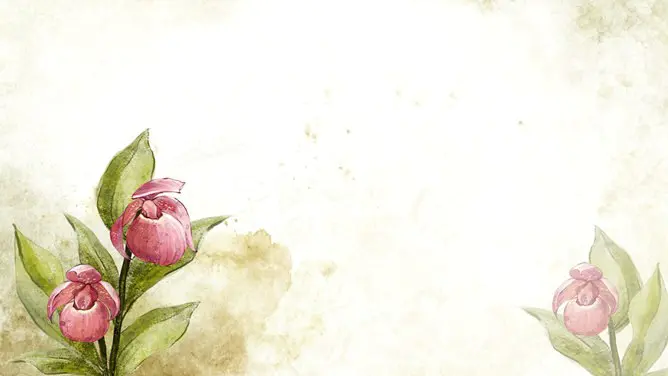 花朵花卉背景图片知识介绍PPT模板(古典)