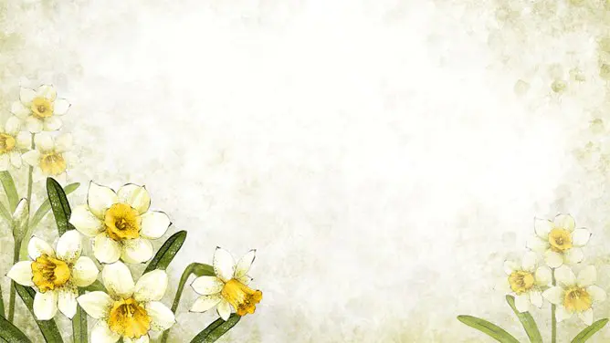 花朵花卉背景图片知识介绍PPT模板(古典)