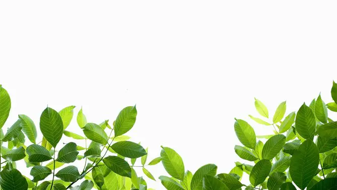 清新绿色叶子植物PPT背景图片-绿叶清新 自然生趣