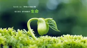清新绿色叶子植物PPT背景图片-绿叶清新 自然生趣