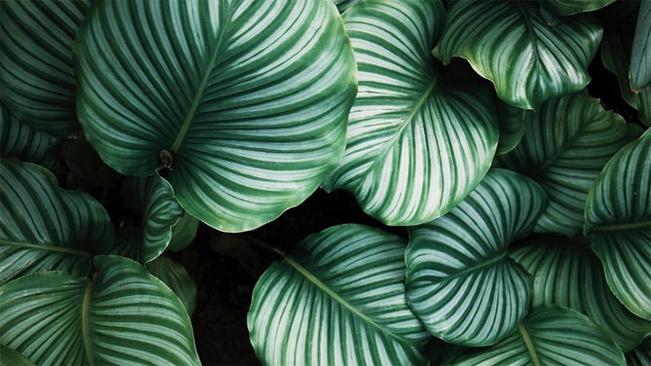 养眼绿色植物PPT背景图片-绿植养眼 满屏清新