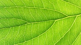 养眼绿色植物PPT背景图片-绿植养眼 满屏清新