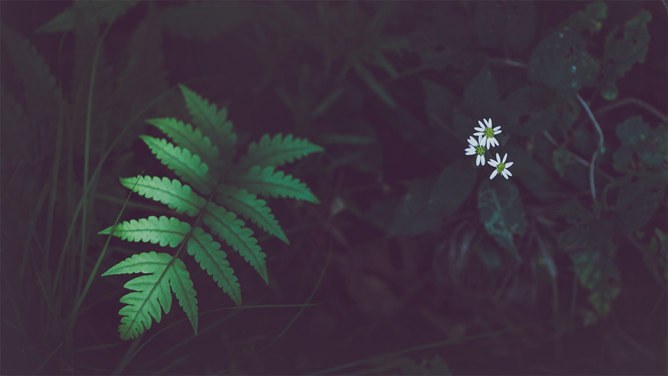 养眼绿色植物PPT背景图片-绿植养眼 满屏清新