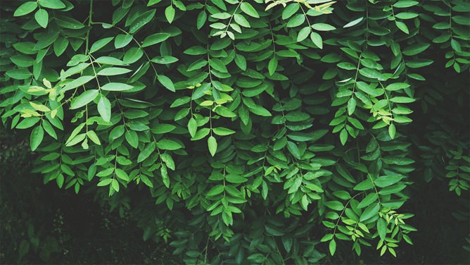 养眼绿色植物PPT背景图片-绿植养眼 满屏清新